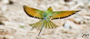 Green Bee-eater - பச்சைப் பஞ்சுருட்டான்